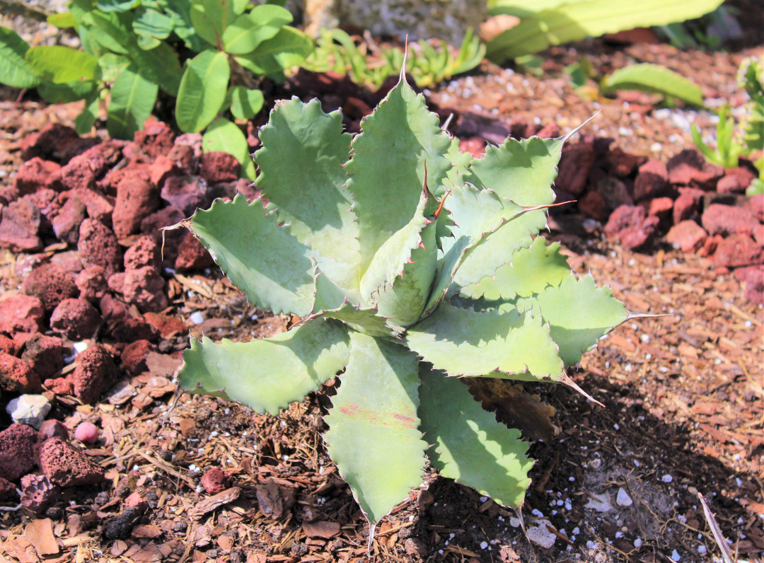 Agave Cameron’s Blue