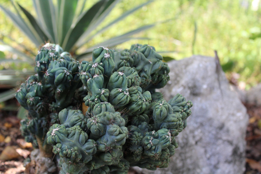 Cereus peruvianus Monstrose