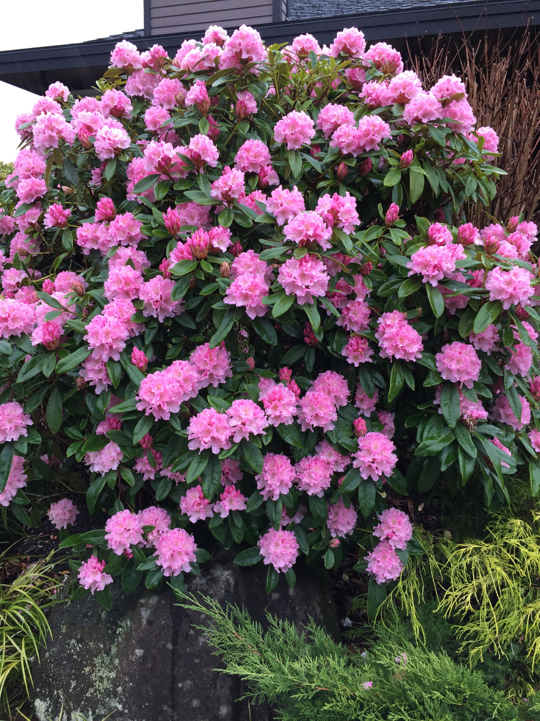 rhododendron