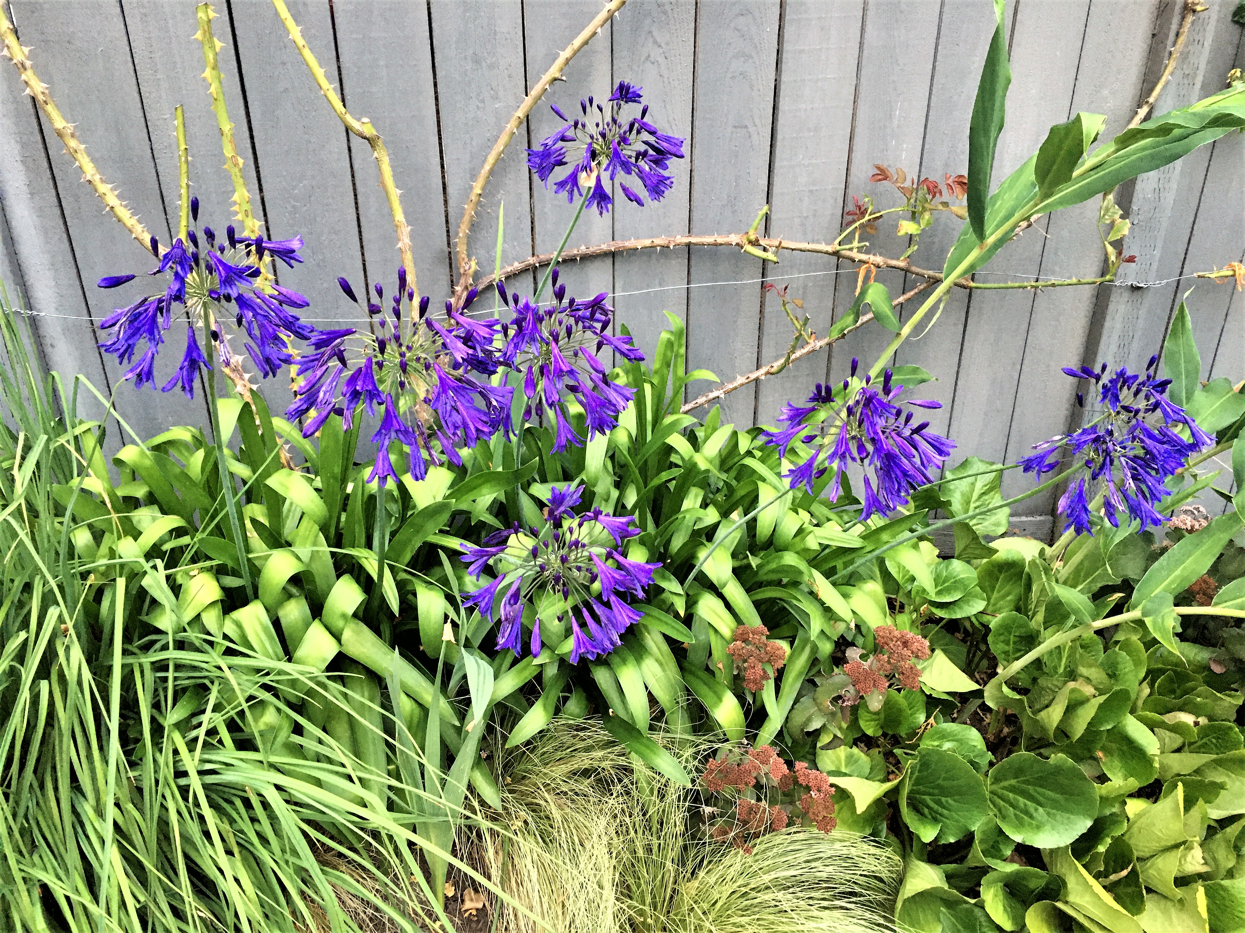 Deep indigo flowers of agapanthus