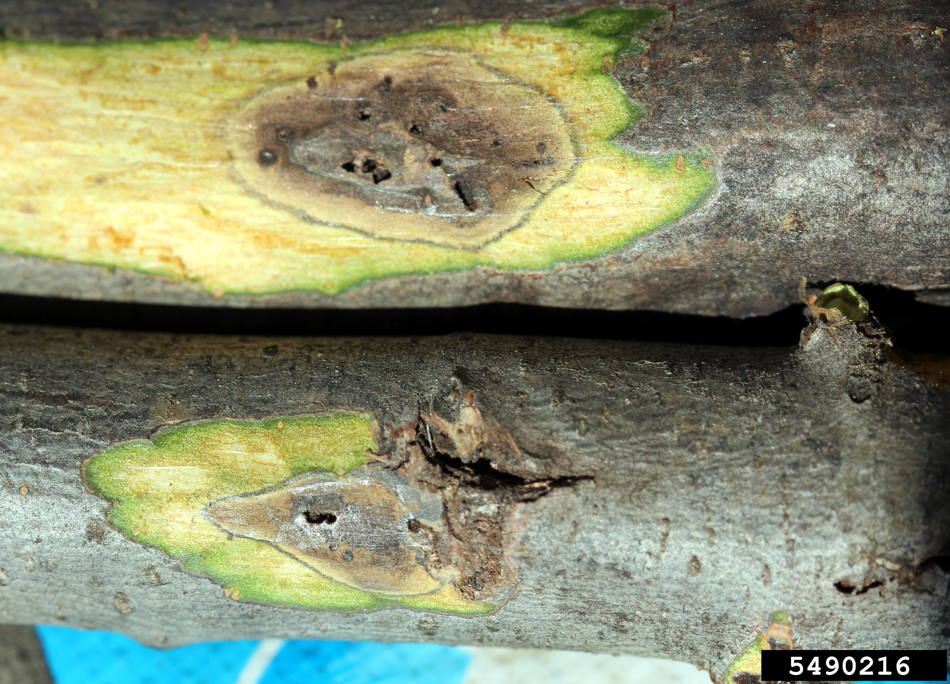 Scratch away some bark and look for dark cankers and exit holes like these ones. Photo: Whitney Cranshaw, Colorado State University, Bugwood.org
