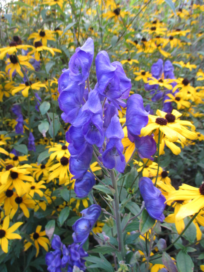 The cool blues of ‘Arendsii’ azure monkshood contrast sharply with hot-colored late-season bloomers like black-eyed Susans (Rudbeckia hirta, Zones 3-9). Photo: Mark Dwyer