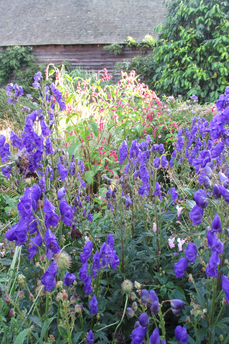 ‘Arendsii’ azure monkshood is a perfect candidate for meadowscaping. Photo: Mark Dwyer