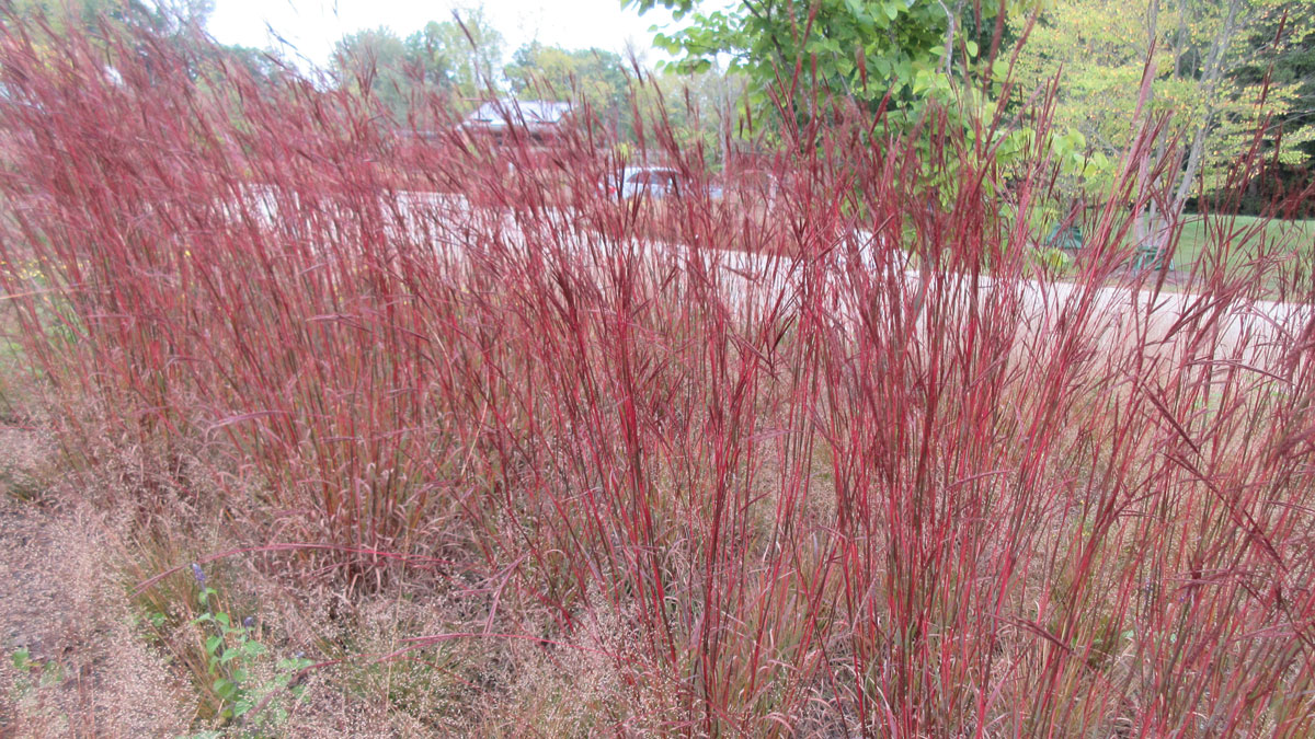 This stunning grass deepens in color the further into fall it grows. Photo: Mark Dwyer