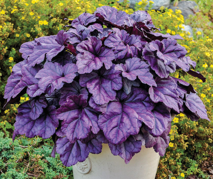 ‘Wildberry’ heuchera has a dense, rounded habit and bright, jewel-toned leaves. Photo courtesy of Proven Winners