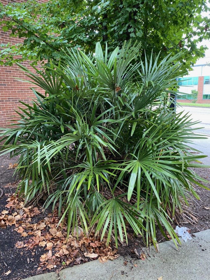 Needle palm has a shrubby, rounded habit that hides its central crown. Photo: Andy Pulte