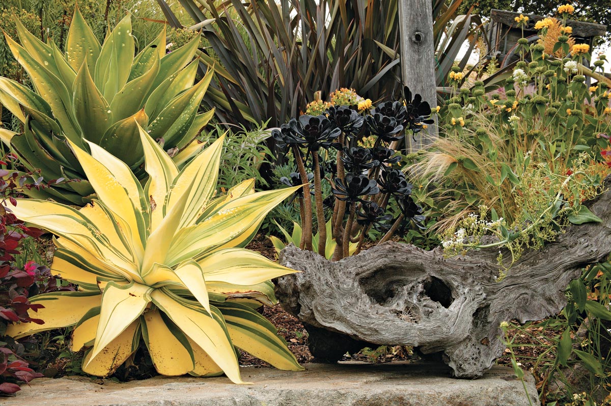 Drought-Tolerant Plant Combinations 1