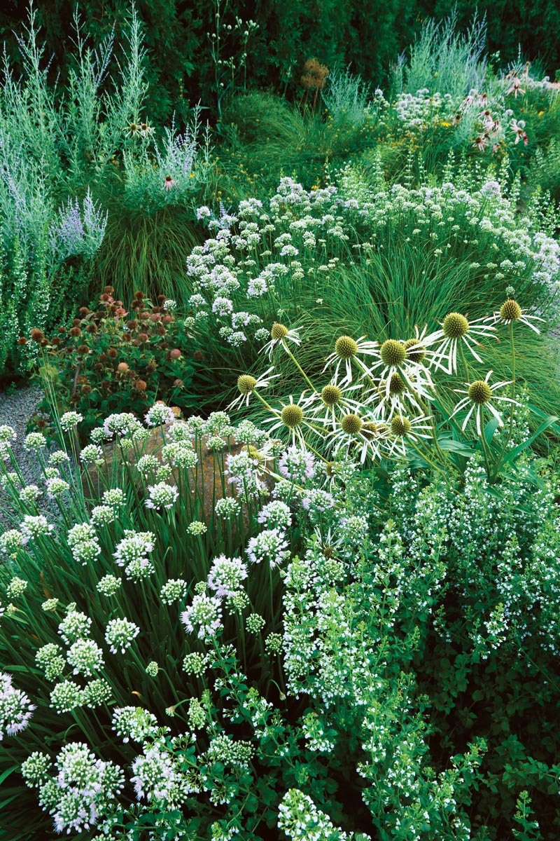 Drought-Tolerant Plant Combinations 5