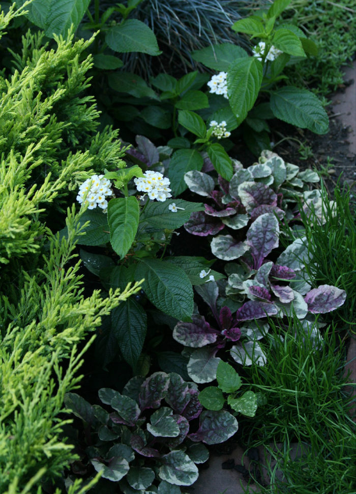 Burgundy Glow ajuga