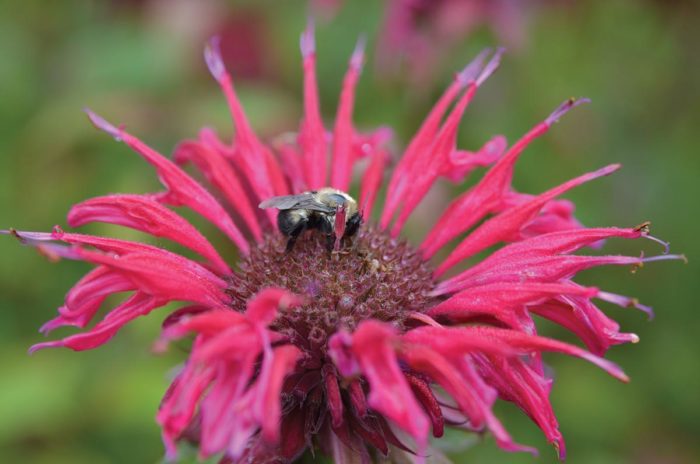 bee on bee balm