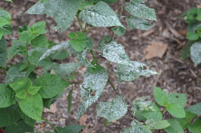 powdery mildew on a plant