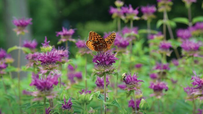 Butterfly on ‘Purple Rooster’