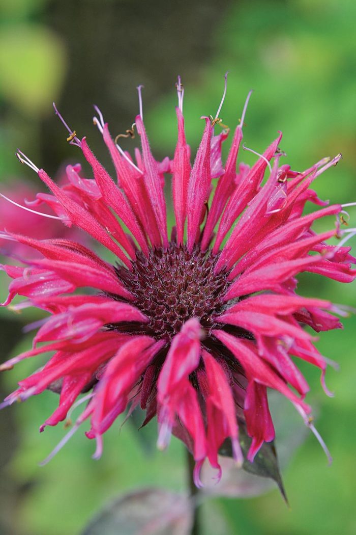 ‘Judith's Fancy Fuchsia’