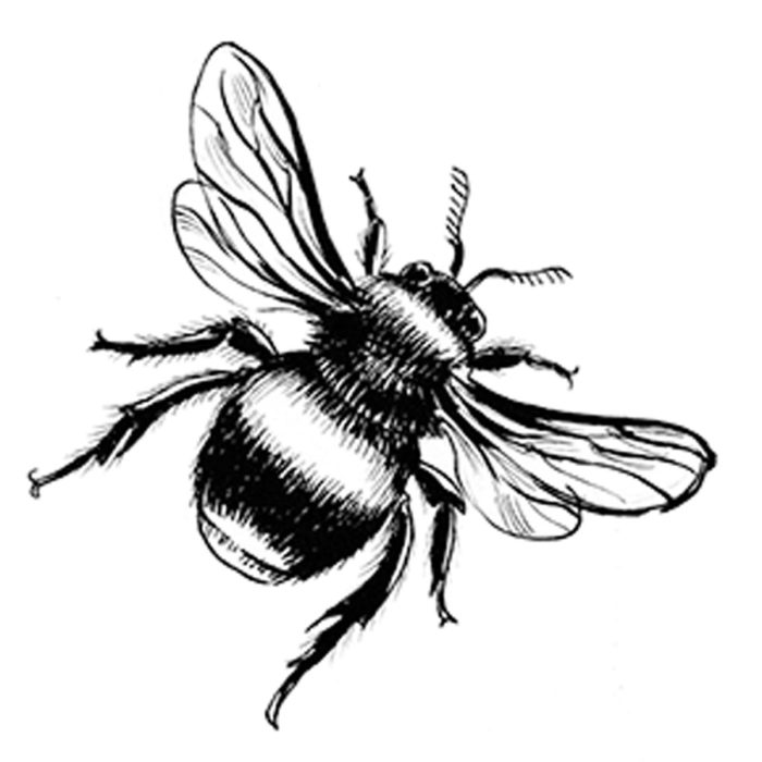 black and white drawing of a bee