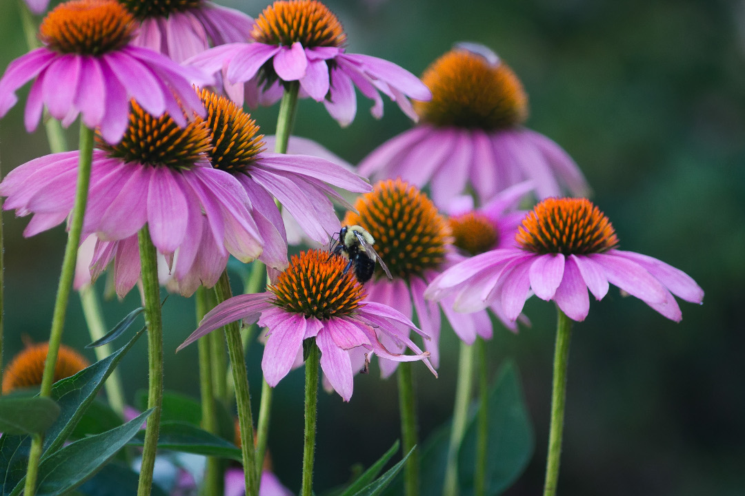 purple coneflowers