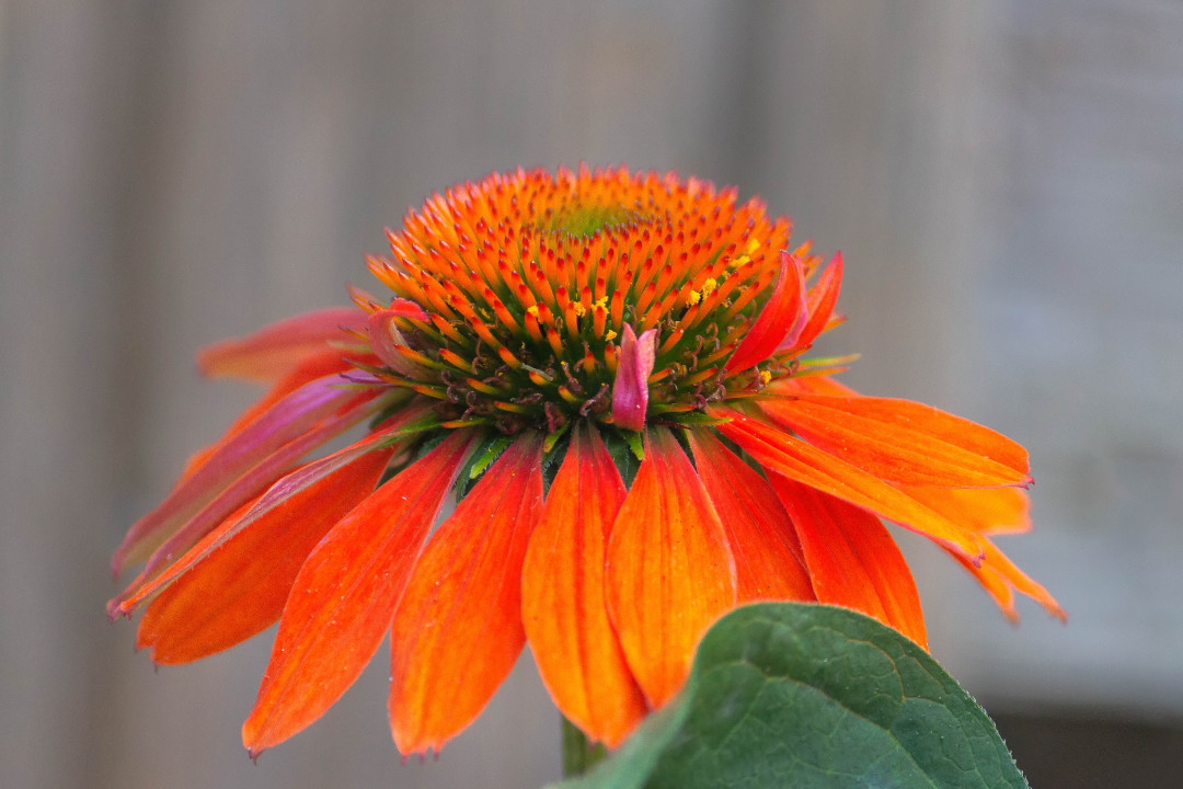 orange coneflower