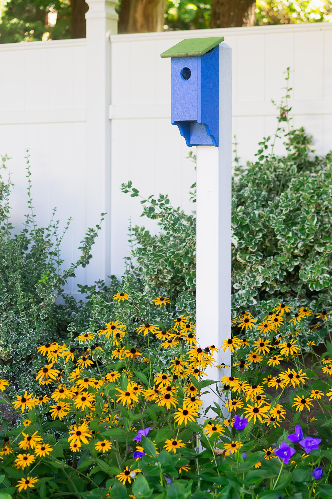 Black-eyed Susans