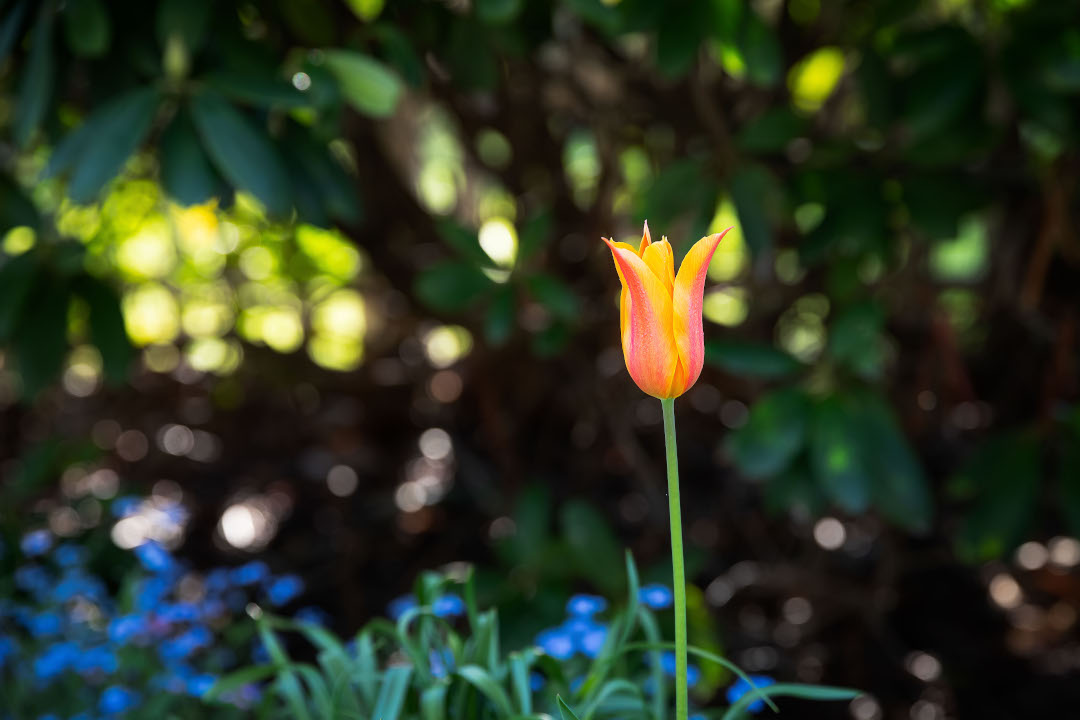 lily-flowered tulip