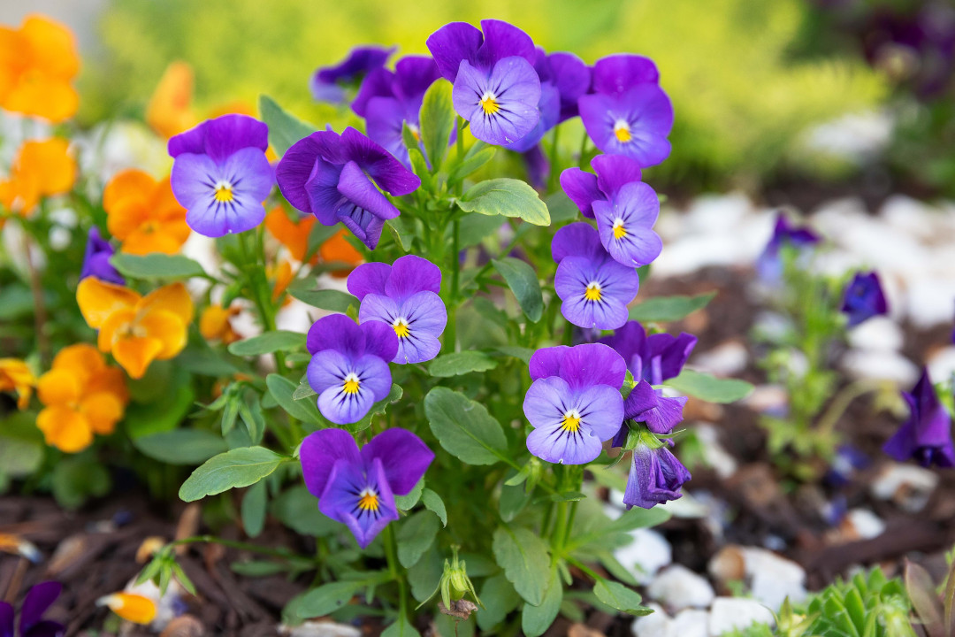 violas