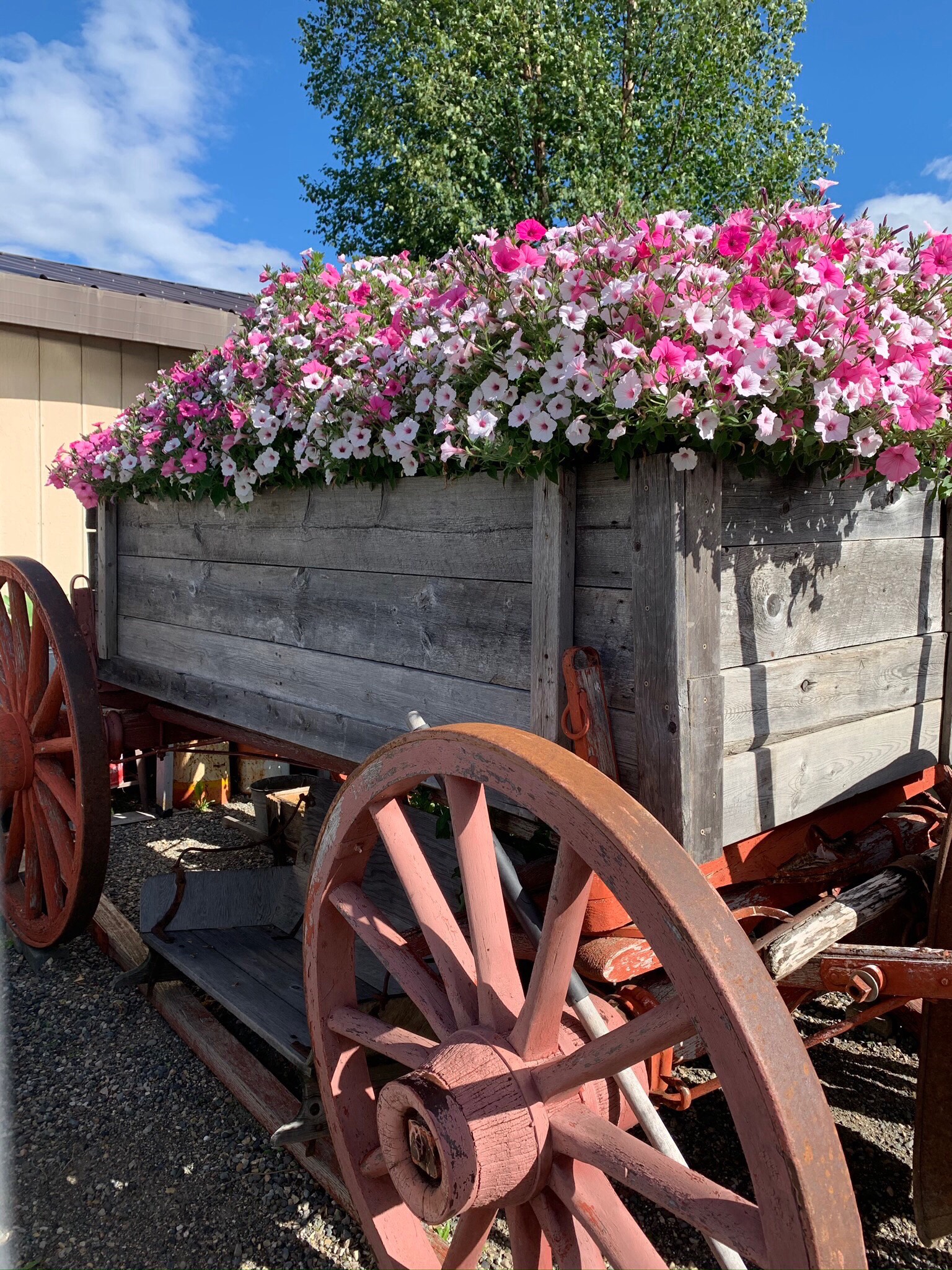 pink petunias