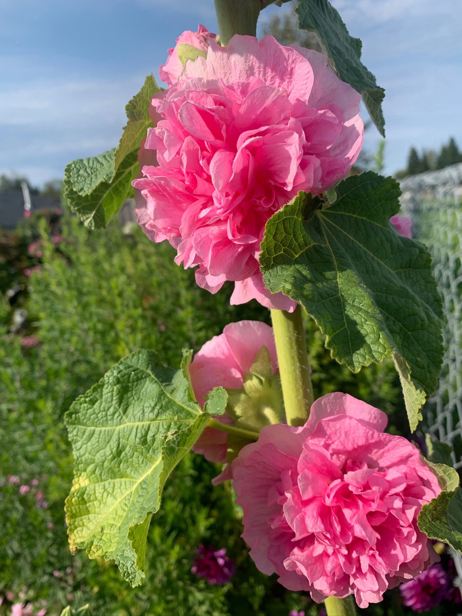 double-flowered hollyhocks