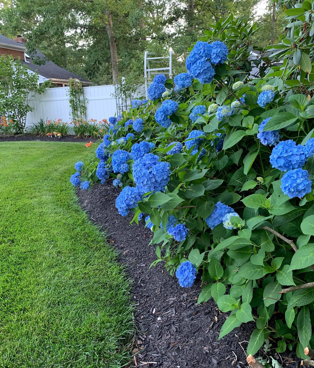 blue hydrangeas