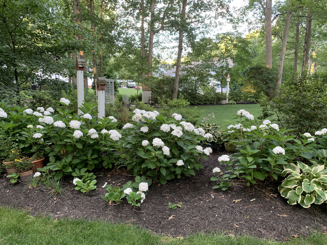 white Bigleaf hydrangeas