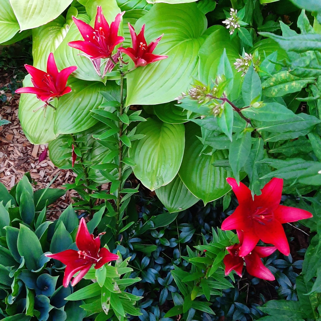 Red asiatic lilies