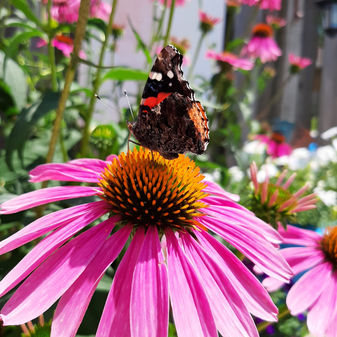 coneflower bloom