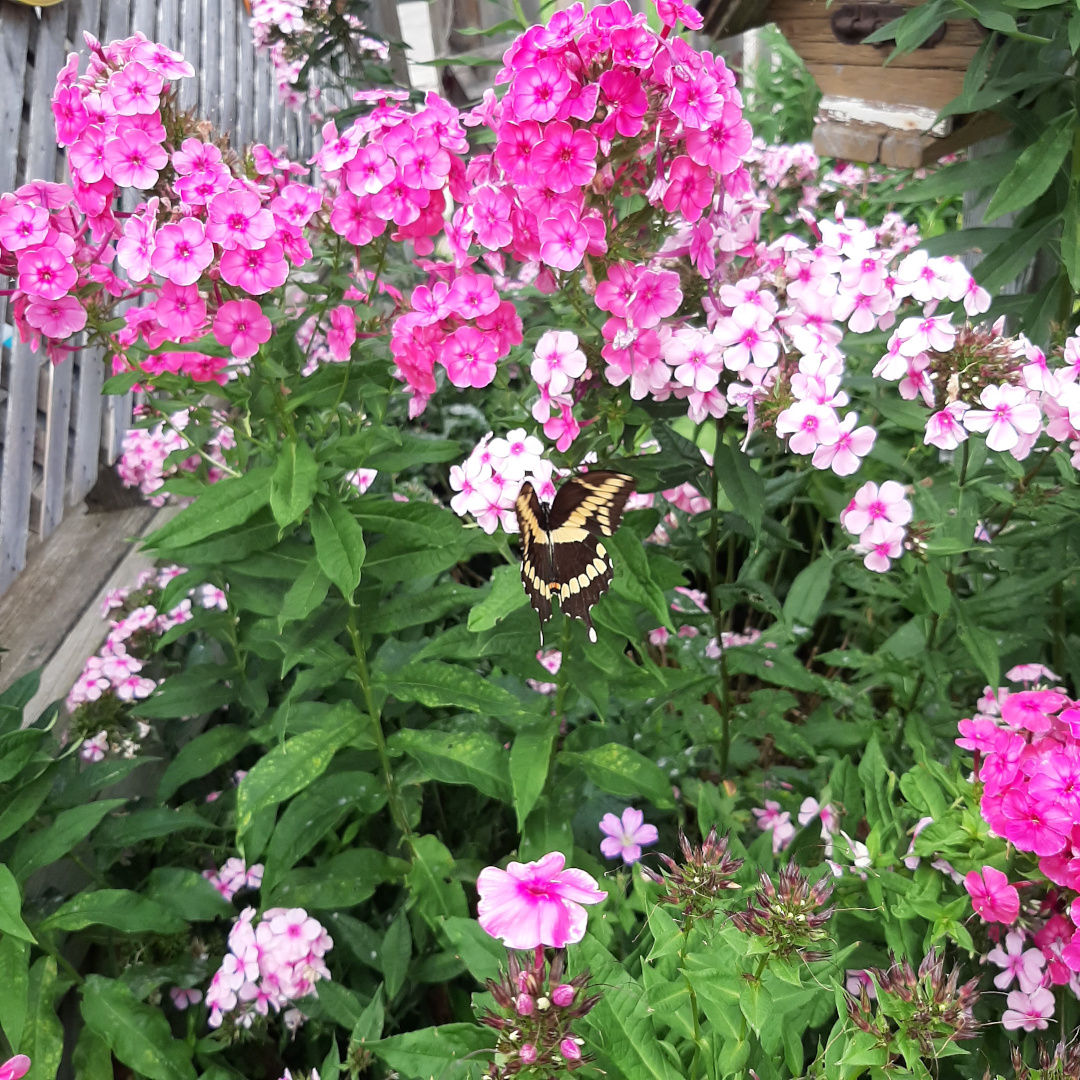 Tall phlox