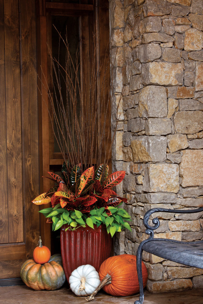 autumn containers with spiky plants