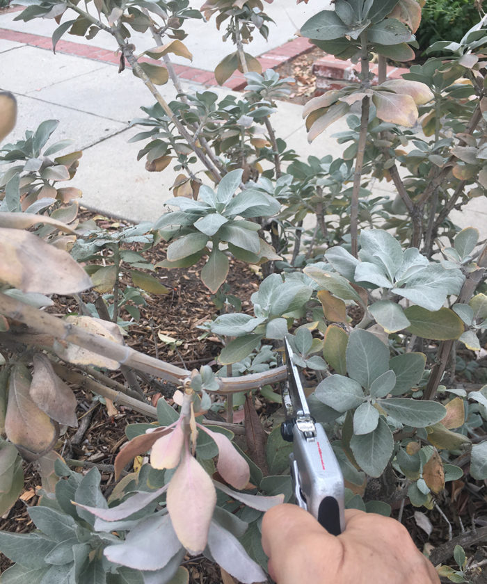 pruning white sage