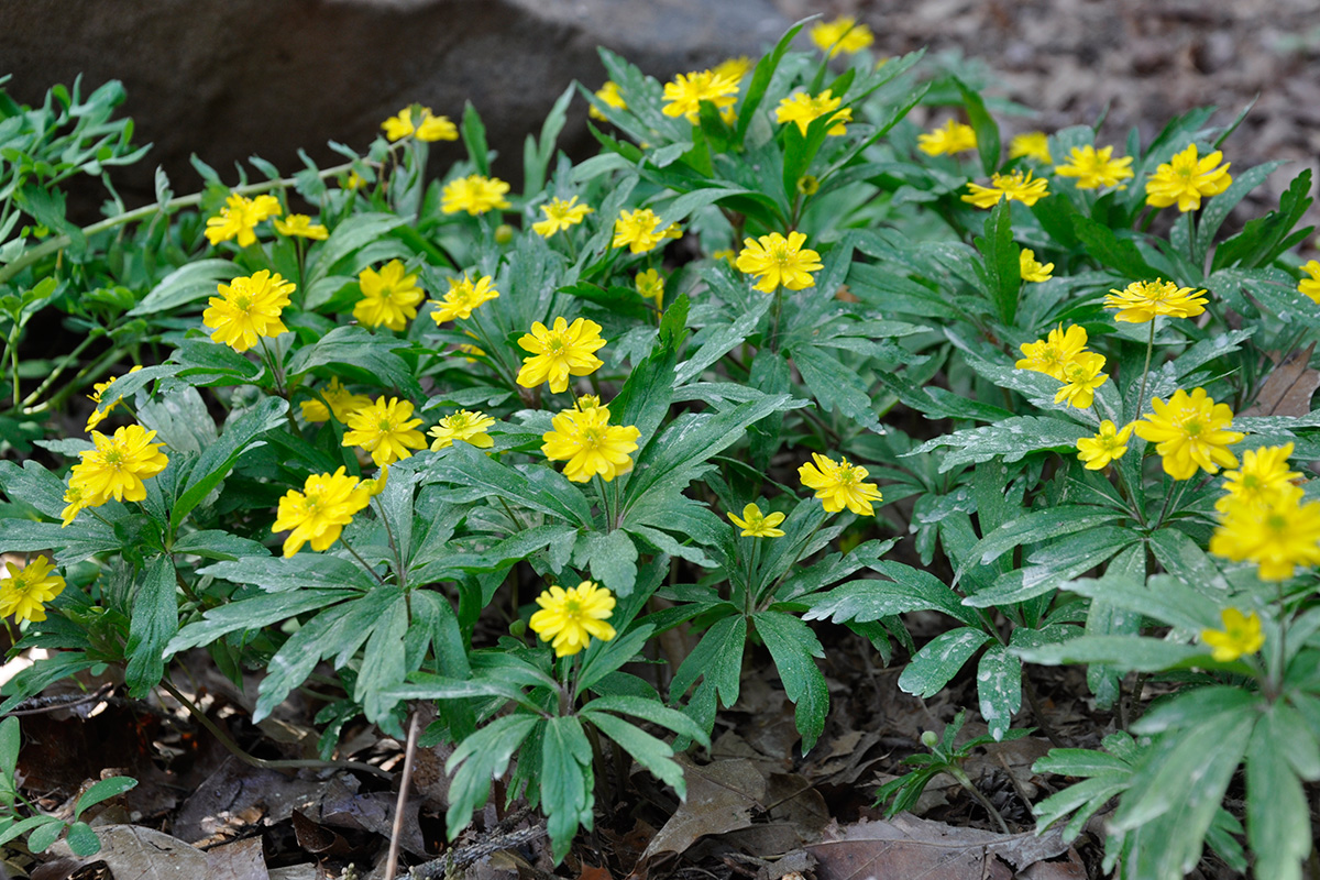 yellow wood anemone