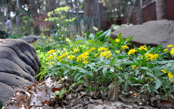 yellow wood anemone