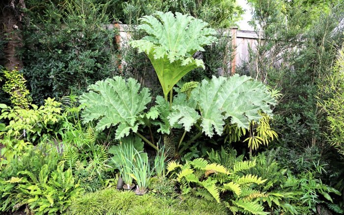 Gunnera