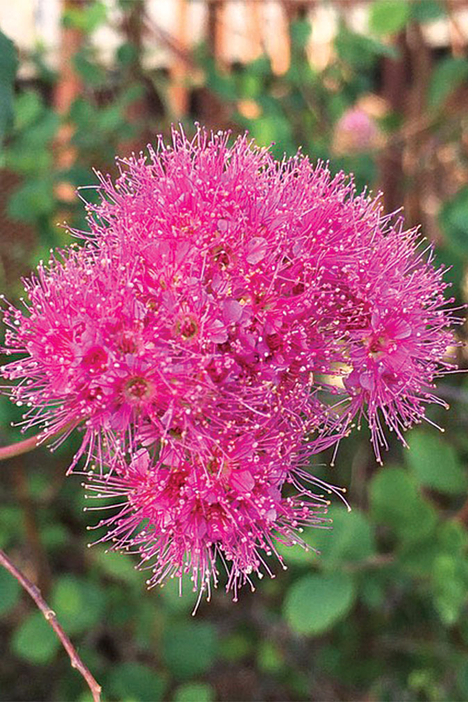 Bottlebrush trees in Treasure Coast gardens don't live long