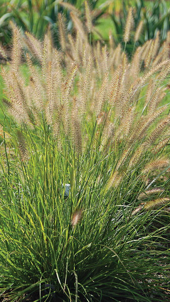 types of tall grasses