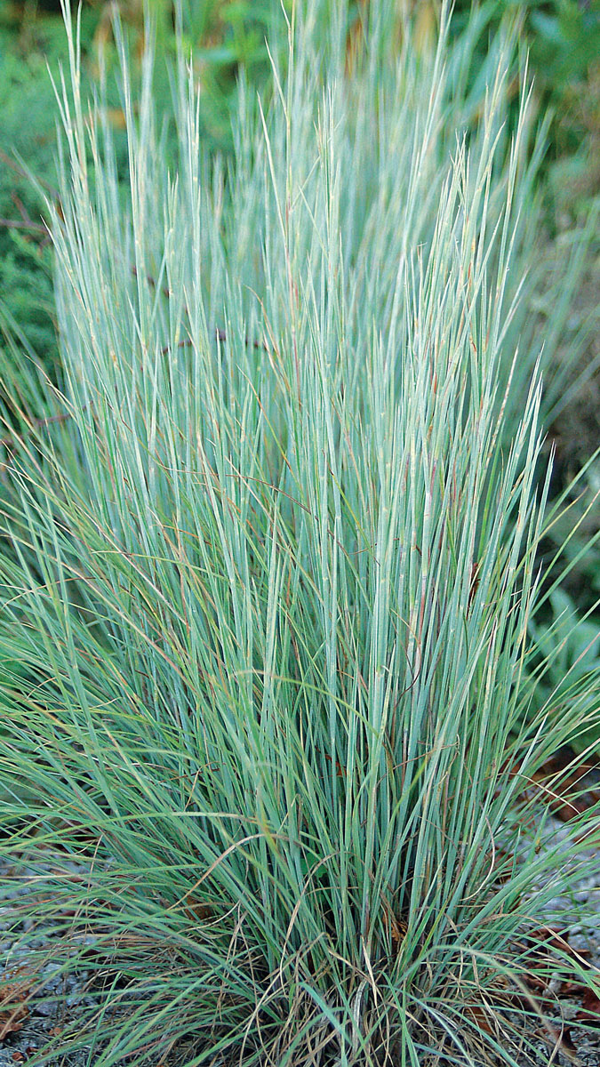 types of tall grasses