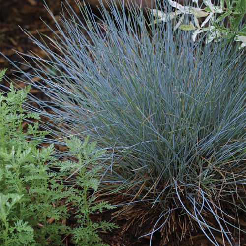 Great Medium-Size Grasses - Fine Gardening