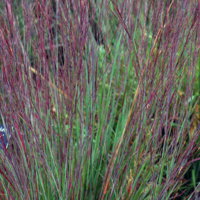 Great Medium-Size Grasses - Fine Gardening