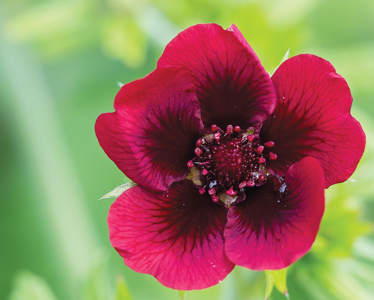 Monarch’s Velvet potentilla