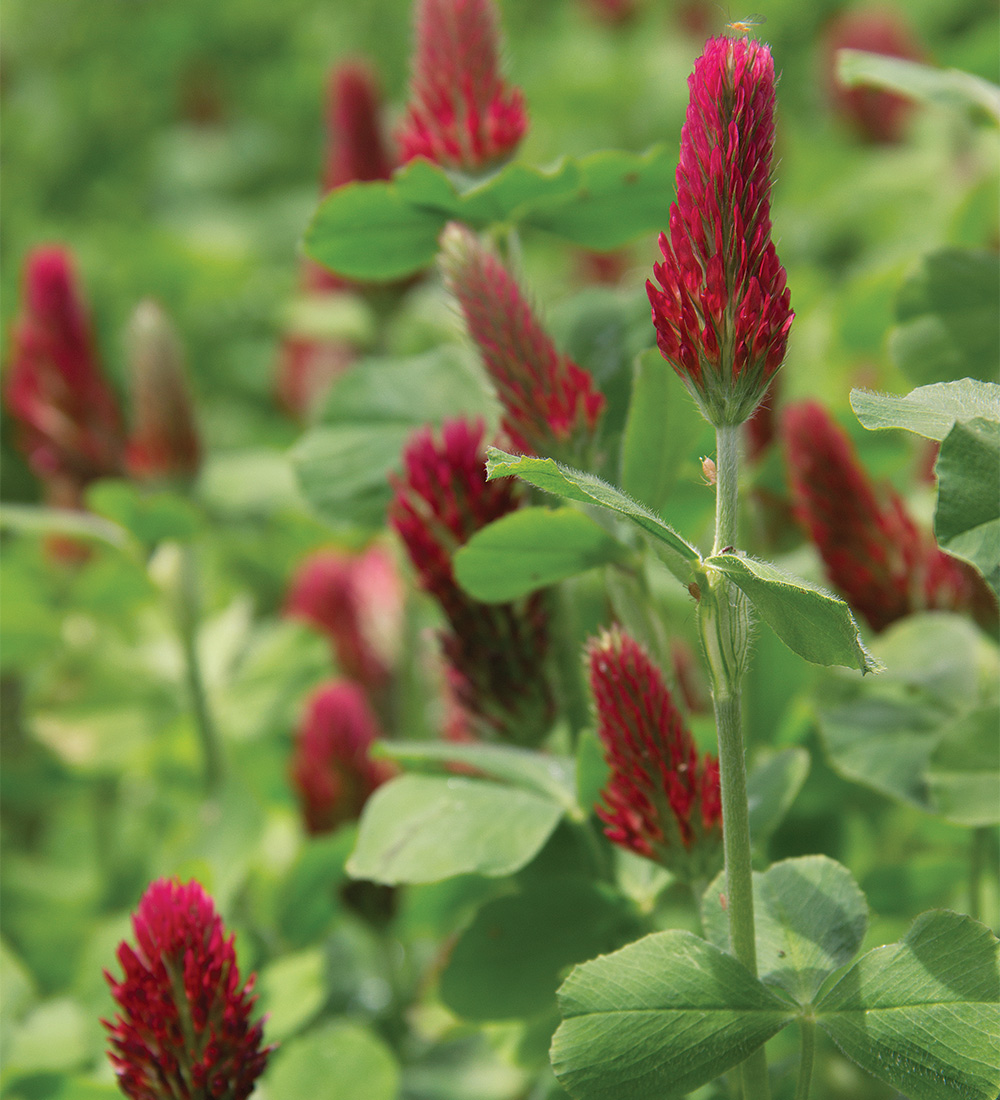 Crimson clover