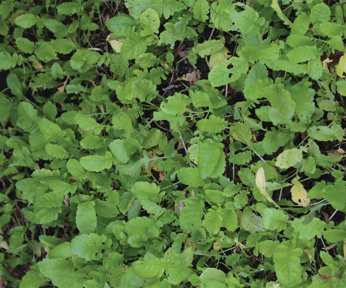 Best Plants for Cover Crops - Fine Gardening