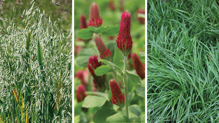 types of cover crops