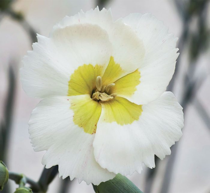 Key Lime Pie dianthus