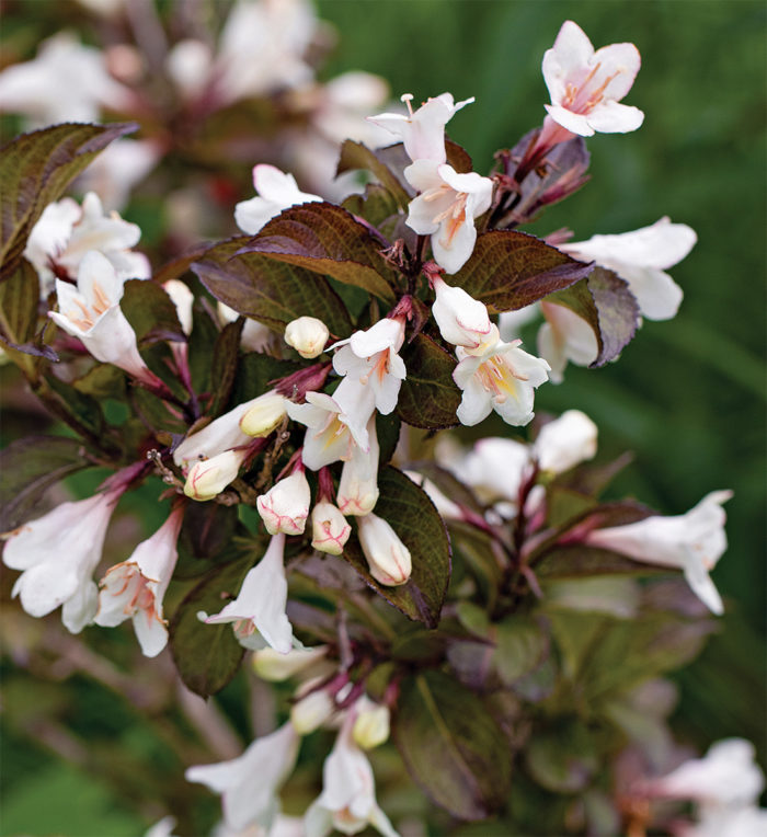 Tuxedo weigela