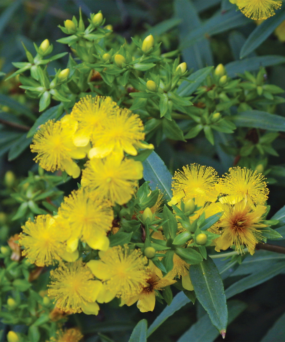 Kalms St Johns Wort