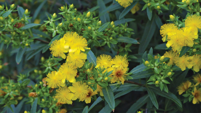 Kalms St Johns Wort