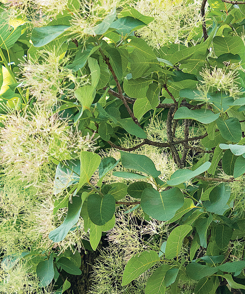 American Smoke Tree