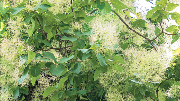 American Smoke Tree